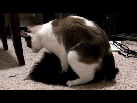 humping
