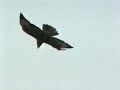 Bird strike 2