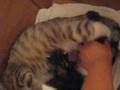 tiggers very loud babies