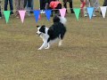 Fantastic Dog Dance by Border Collie Hamile