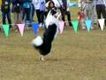 videos de Fantastic Dog Dance by Border Collie Hamile