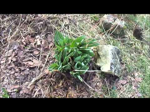 how to transplant phlox