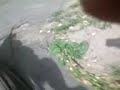 (2 cz???) yamakashi podw�rkowe wozek + brat wielki ?miech