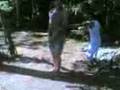 videos de wad