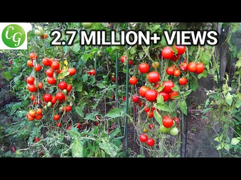 how to fertilize tomatoes