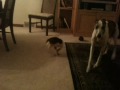 spin puppy.MOV