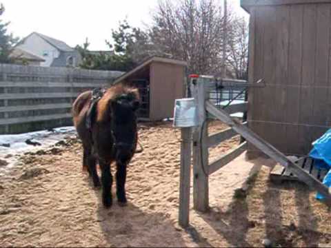 ponyriding