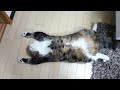 伸びたねこ。-exhausted Maru.