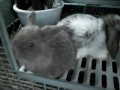 Sweet Pea's Litter ~ 4 Weeks Old ~ Baby Holland Lop Bunnies