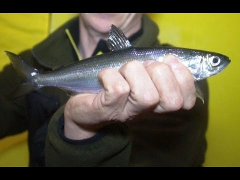 как сделать снасть на рипуса как предпринять обстановка сверху рипуса