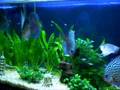 My Discus Fish