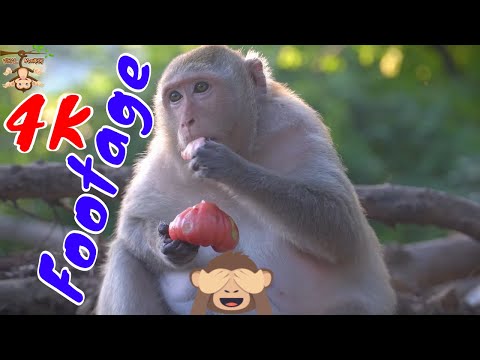 Những Cảnh Quay Đẹp Chất Lượng 4K Về Loài Khỉ Tập 5