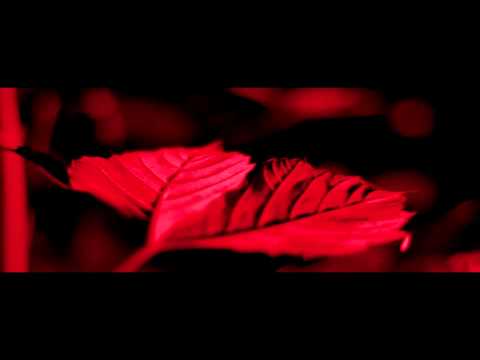 Video Bosa