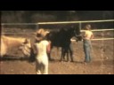 Connie horse race