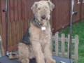 Airedale Terrier video