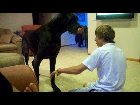 great dane