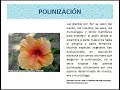 POLINIZACION