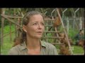 Indonesian Logging Threatens Orangutan Indonesian Logging Threatens Orangutan