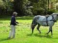 videos de Percheron driving horse long-lining