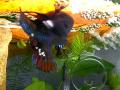 BETTA (PLAKAT copulation; mating.)の交尾 NO.6 BETTA (PLAKAT copulation; mating.)の交尾 NO.6