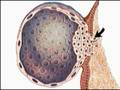 How the Body Works : Implantation of the Ovum