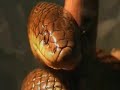 clelia rustica(CULEBRA) SNAKE musurana parda,culebra marron