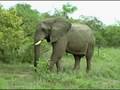 videos de nov 21 08 car elephant.wmv