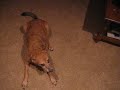 sophie and her old tricks