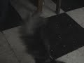 El Rap del Gato Vagabundo