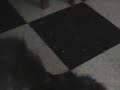 El Rap del Gato Vagabundo