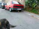 Lobi y Teo