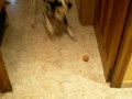 Perro y peonza