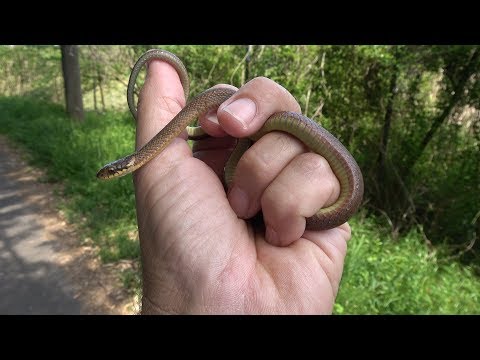 YouTube reptile video