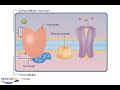 animation describing the role of g-protein coupled receptors in neurotransmission.
