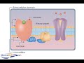 animation describing the role of g-protein coupled receptors in neurotransmission.