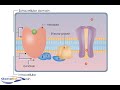 animation describing the role of g-protein coupled receptors in neurotransmission.