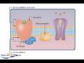G-Protein Coupled Receptors