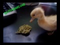 How Ducks Die How Ducks Die