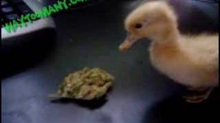 How Ducks Die
