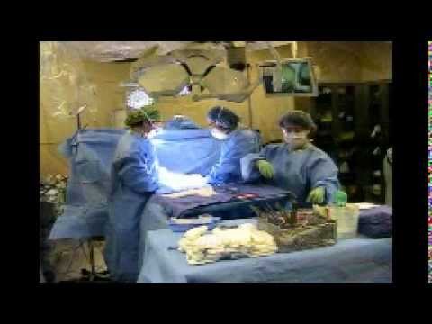 how to get an ovary transplant