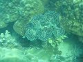 Ko Samet Scuba