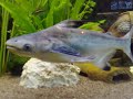 haimalle 520 liter donmink shark in small tank