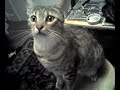 Griffin the Egyptian Mau on a stool Griffin the Egyptian Mau on a stool