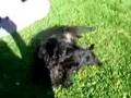 Affenpinscher