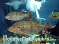 JohnPTC 10,000 Gallon Tank - MonsterfishKeepers.com