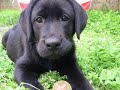La mia Labrador - 9 novembre 2007