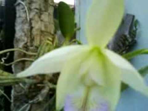 Orquideas televendas (62)84240725 ou (62)35873571