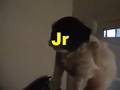 Bichón Habanero video