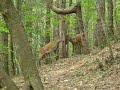Deers