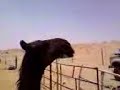 موقع سمان الهرج الشعبي  مزاين مزايين الابل ابل بعير ناقه ناقة فحل مجاهيم وضح قصايد قصيده قلطات قلطه شعر اشعارالهاجري القحطاني العتيبي السبيعي اليامي العجمي المري الحربي الدوسري